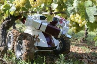 Robot in farming wine bo 006